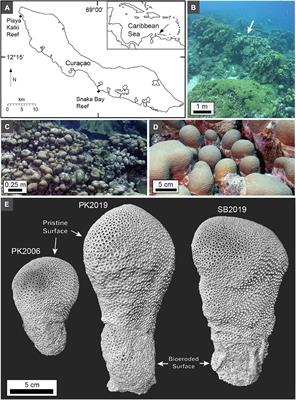 Changes in Coral Skeleton Growth Recorded by Density Band Stratigraphy, Crystalline Structure, and Hiatuses